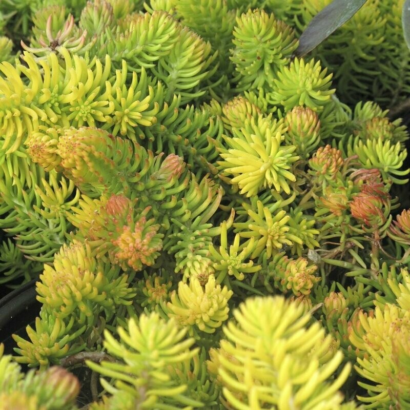 Sedum rupestre &#39;Angelina&#39; - Golden Stonecrop  - 1 Pint