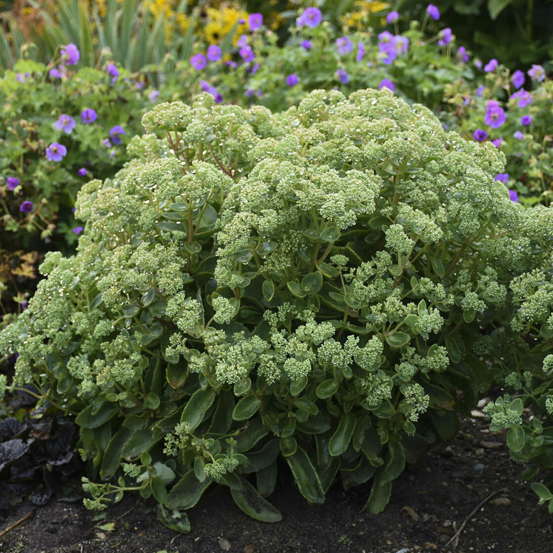 Sedum &#39;Lemonjade&#39; 2 gal
