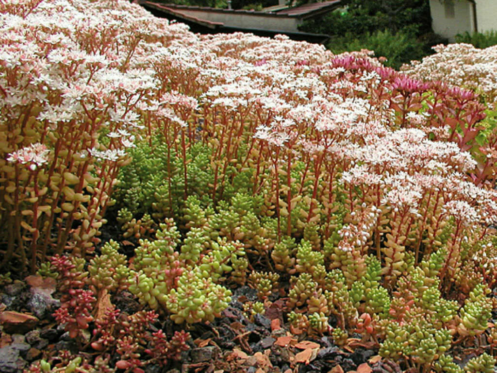 Sedum album &#39;Coral Carpet&#39; - White Stonecrop 1 pt.