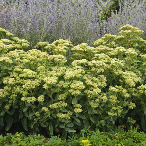 Sedum &#39;Lemonjade&#39; 2 gal