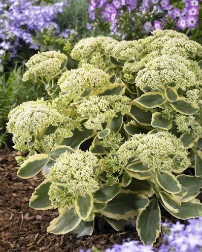 Sedum &#39;Frosted Fire&#39; 1 gal