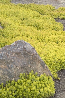 Sedum rupestre 'Angelina' - Golden Stonecrop  - 1 Pint