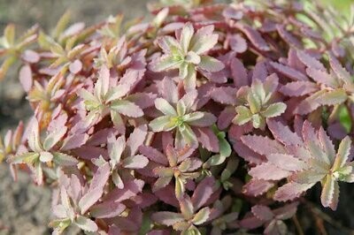 Sedum 'Plum Perfection' 8"