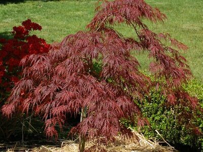 Japanese Maple Acer palmatum var. dissectum &#39;Tamukeyama&#39; 3 gal