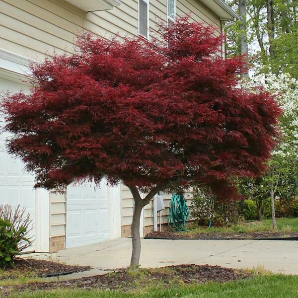 Acer palmatum &#39;Bloodgood&#39; 5 gal