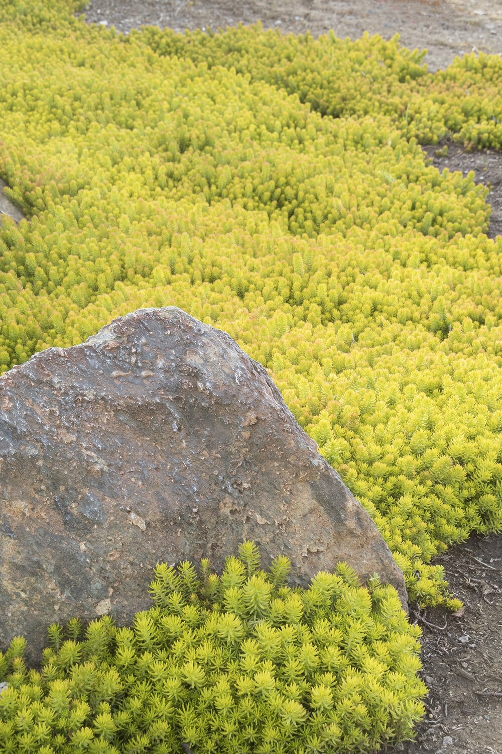 Sedum rupestre &#39;Angelina&#39; - Golden Stonecrop  - 1 Gallon
