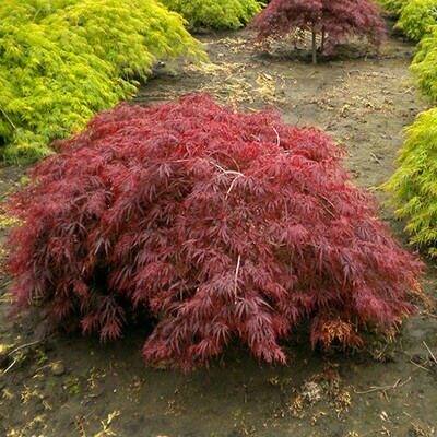 Japanese Maple Acer palmatum var. dissectum 'Tamukeyama' 3 gal