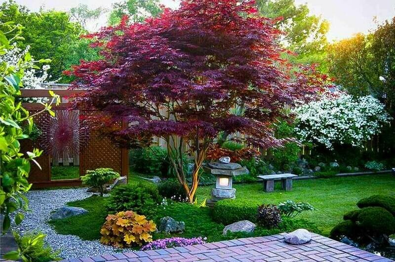 Acer palmatum &#39;Bloodgood&#39; 5 gal