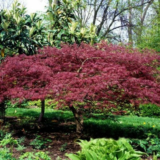 Acer palmatum &#39;Bloodgood&#39; 5 gal