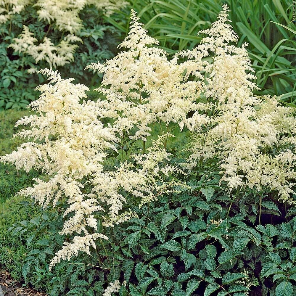 Astilbe &#39;Bridal Veil&#39; 1 gal