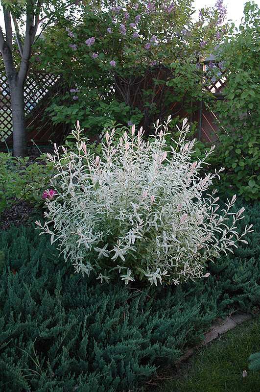 willow standard Salix integra 'Hakaro-Nishiki' 7 gal