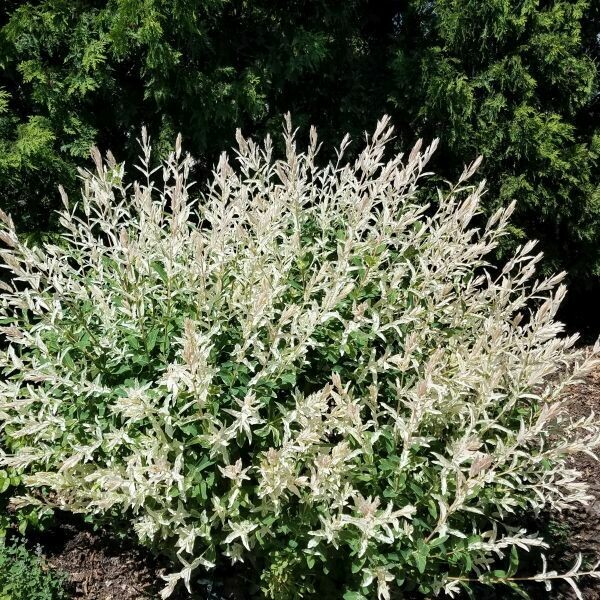 willow standard Salix integra &#39;Hakaro-Nishiki&#39; 7 gal