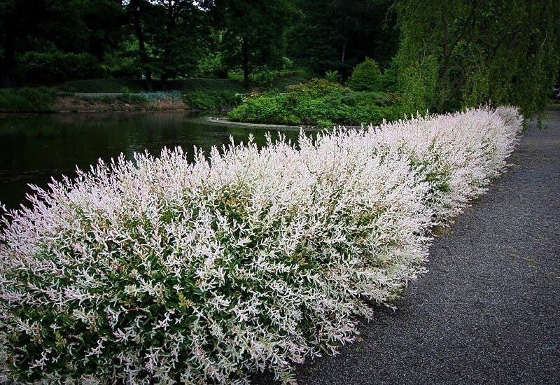 willow standard Salix integra &#39;Hakaro-Nishiki&#39; 7 gal