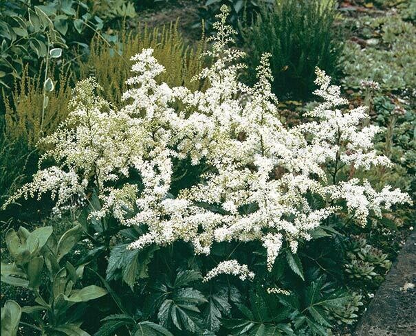 Astilbe &#39;Bridal Veil&#39; 1 gal