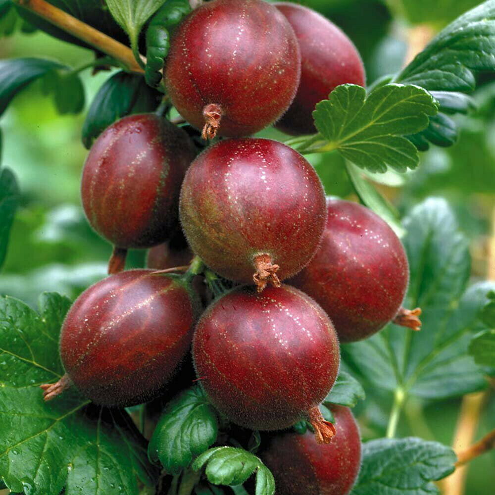 Gooseberry Ribes Hinnomaki Red 3 gal.