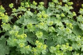 Lady&#39;s Mantle Alchemilla mollis 1 gal