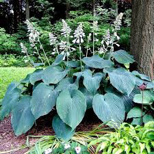 Hosta &#39;Blue Angel&#39;