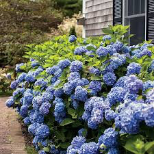 Hydrangea macrophylla 'Endless summer” 3 gal