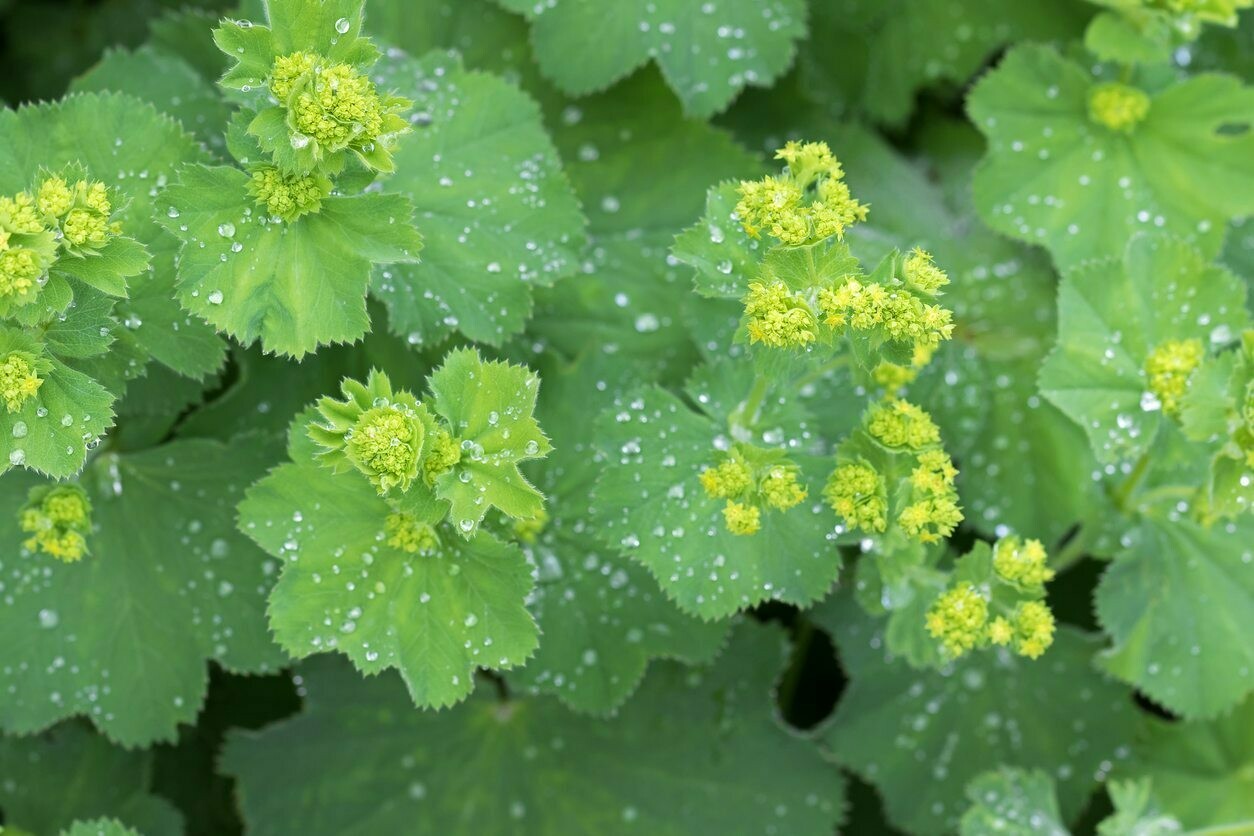 Lady&#39;s Mantle Alchemilla mollis 1 gal