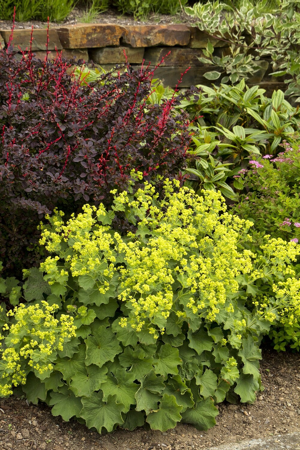 Lady&#39;s Mantle Alchemilla mollis 1 gal