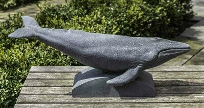 Humpback Whale (AS)