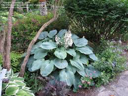 Hosta &#39;Blue Angel&#39;