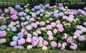 Hydrangea macrophylla &#39;Endless summer” 3 gal