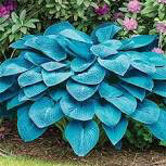 Hosta &#39;Blue Angel&#39;