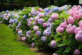Hydrangea macrophylla 'Endless summer” 3 gal