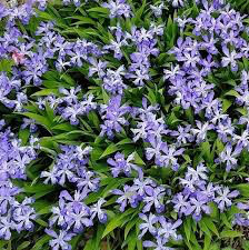 Iris Powder Blue Giant (2 Gal)