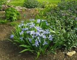 Iris Powder Blue Giant (2 Gal)