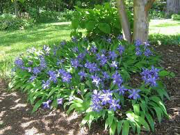Iris Powder Blue Giant (2 Gal)