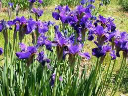 Iris Sibirica 'Ruffled Velvet' (1 Gal)