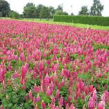 Lupine "Gallery Red" (2 Gal)
