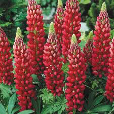 Lupine &quot;Gallery Red&quot; (2 Gal)