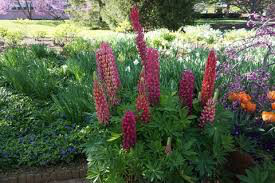 Lupine &quot;Gallery Red&quot; (2 Gal)