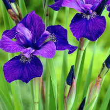 Iris Sibirica &#39;Ruffled Velvet&#39; (1 Gal)