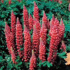 Lupine "Gallery Red" (2 Gal)