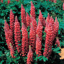 Lupine &quot;Gallery Red&quot; (2 Gal)
