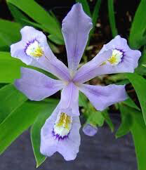 Iris Powder Blue Giant (2 Gal)