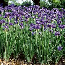 Iris Sibirica &#39;Ruffled Velvet&#39; (1 Gal)