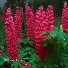 Lupine &quot;Gallery Red&quot; (2 Gal)