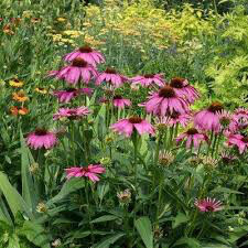 Echinacea &#39;Prairie Splendor&#39; #2