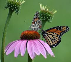 Echinacea &#39;Prairie Splendor&#39; #2