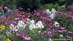 Echinacea &#39;Prairie Splendor&#39; #2