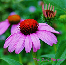 Echinacea &#39;Prairie Splendor&#39; 4.5&quot;