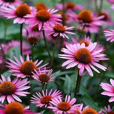 Echinacea &#39;Prairie Splendor&#39; #2