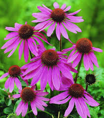 Echinacea &#39;Prairie Splendor&#39; 4.5&quot;