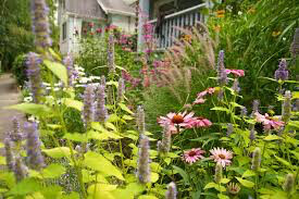Echinacea &#39;Prairie Splendor&#39; #2