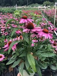 Echinacea &#39;Prairie Splendor&#39; 4.5&quot;